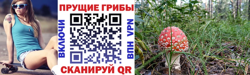 Псилоцибиновые грибы прущие грибы  Кола 